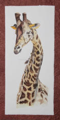 Giraffenporträt, Aquarell, 40x50cm
