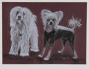 Nackthunde, Pastellkreide, 40x50cm