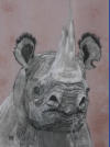 Rhinozerus, Kohle, 40x50cm