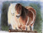 Zwei Ponies, Pastellkreide, 40x50cm
